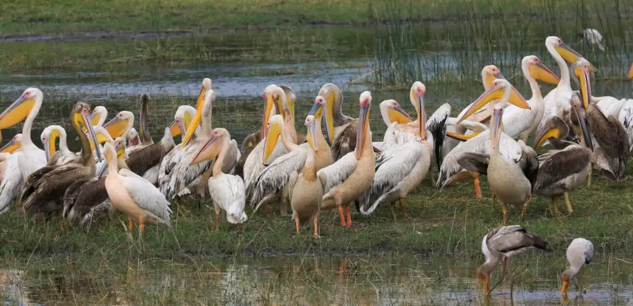 Migratory Species