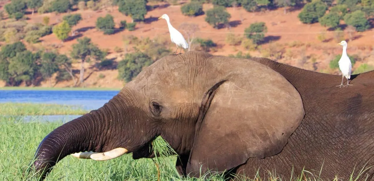 Wildlife Viewing