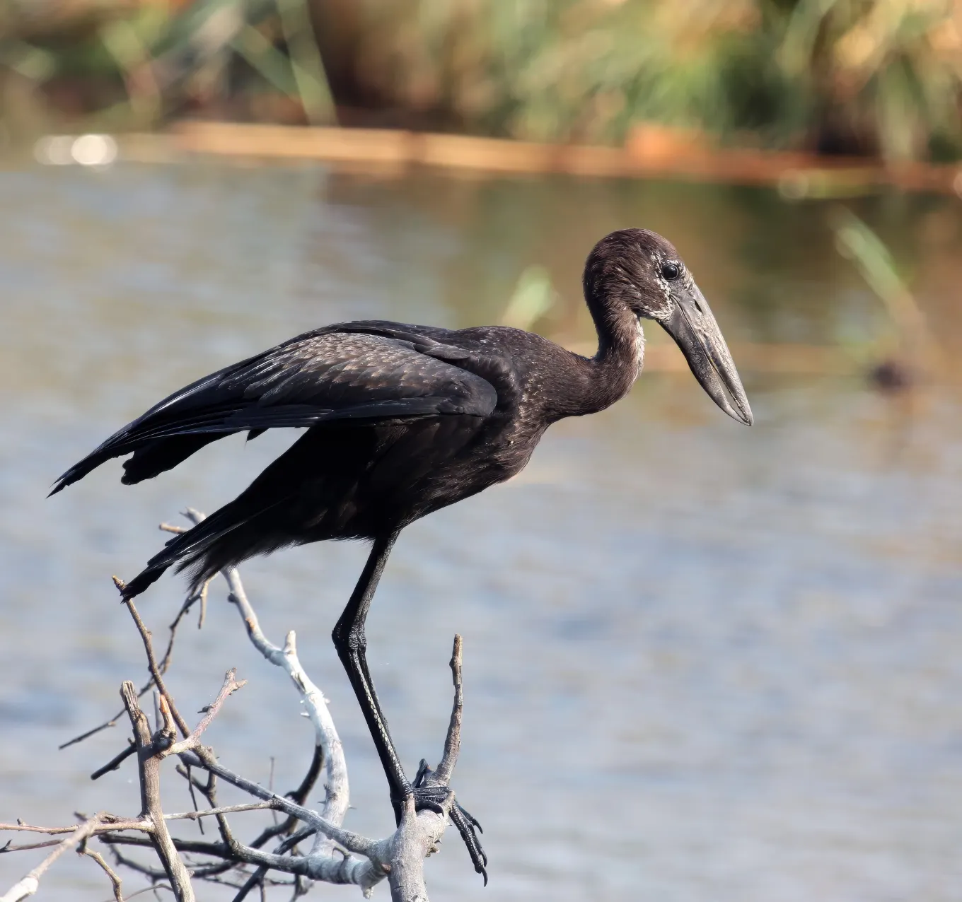 Birdlife