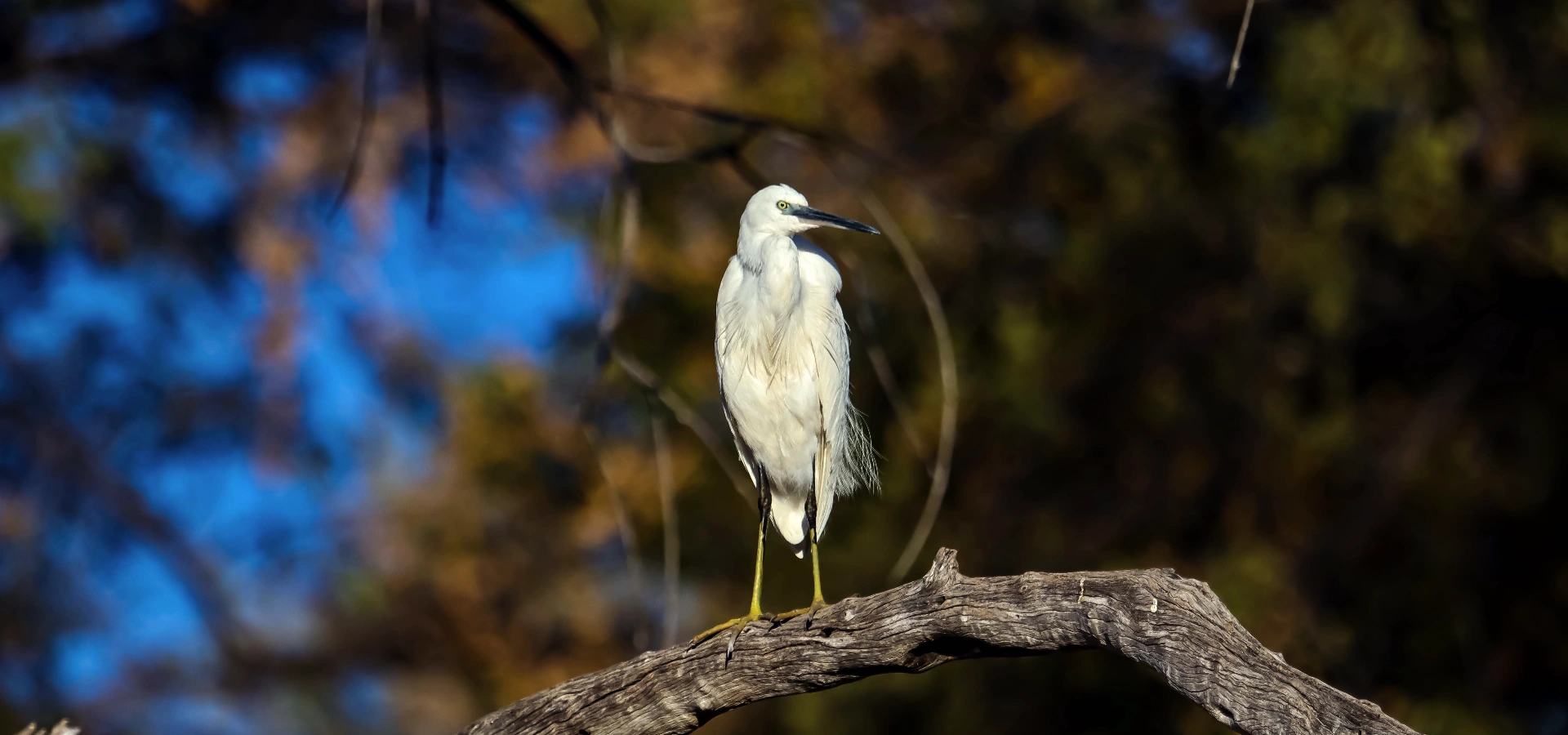 Bird Watching