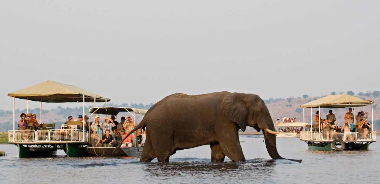 Wildlife Viewing
