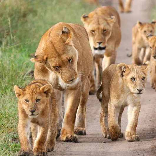 Botswana Wildlife