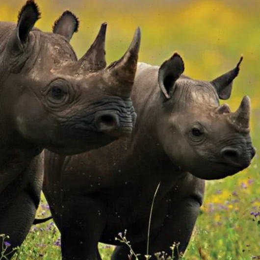 Botswana Wildlife