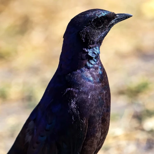 Botswana Birdlife