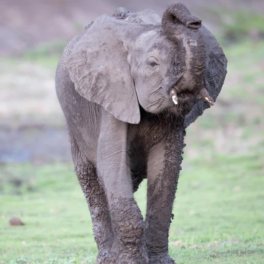 Chobe Wildlife