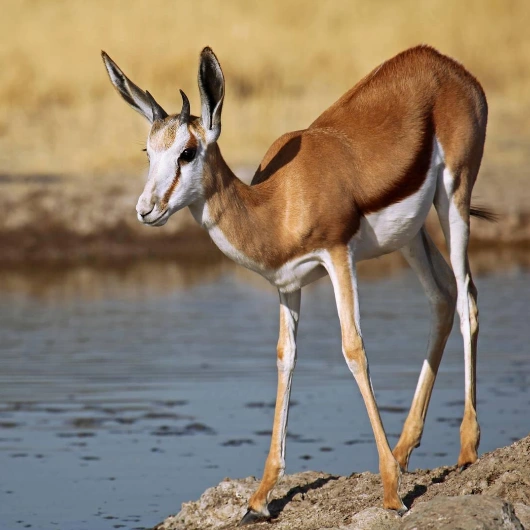 Central Kalahari Wildlife