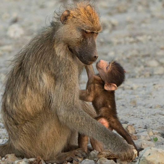 Botswana Wildlife