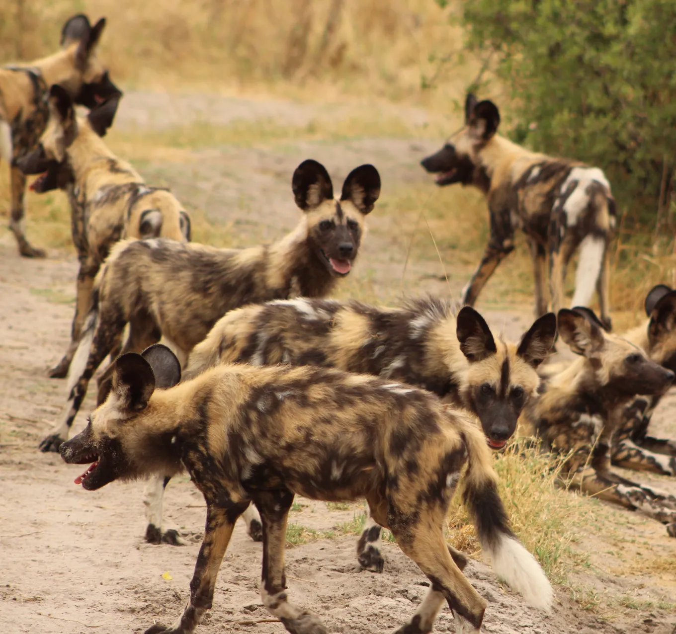 Botswana Wildlife