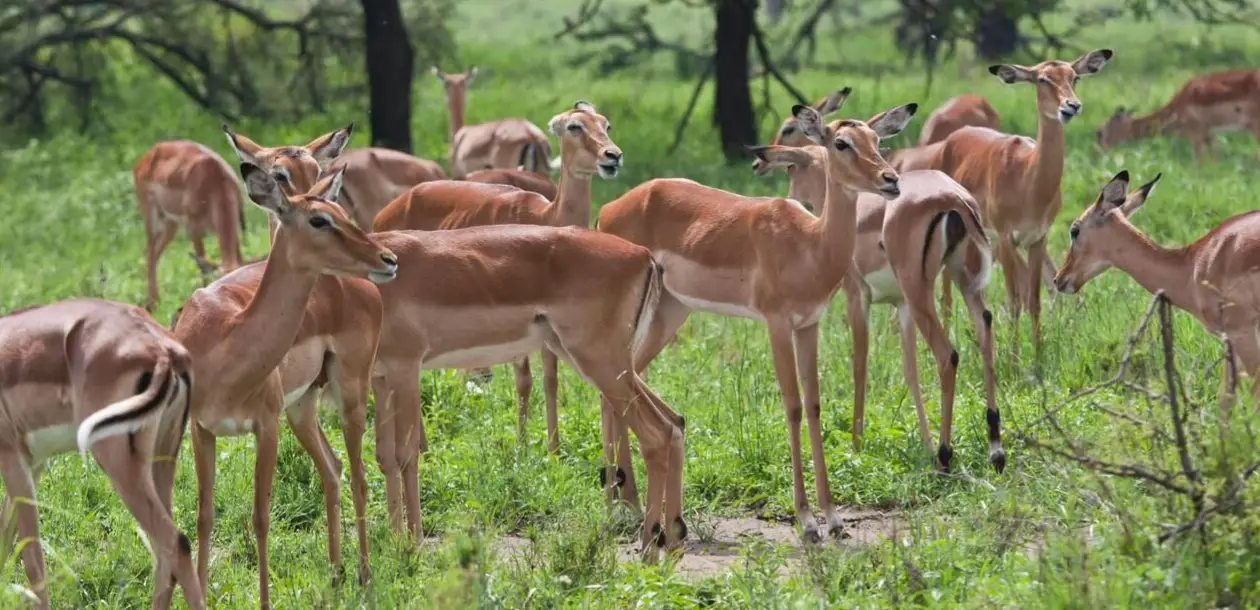 Safari Seasons