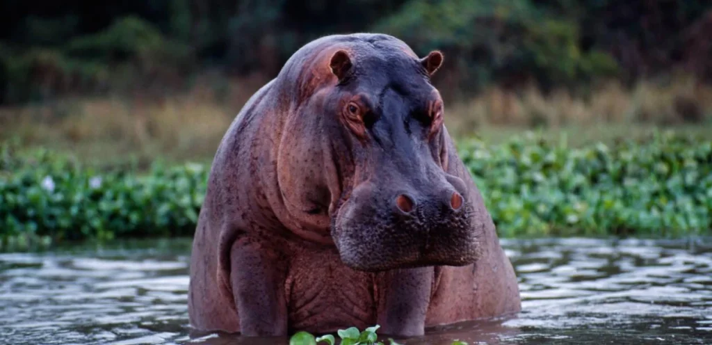 Hippo Sightings