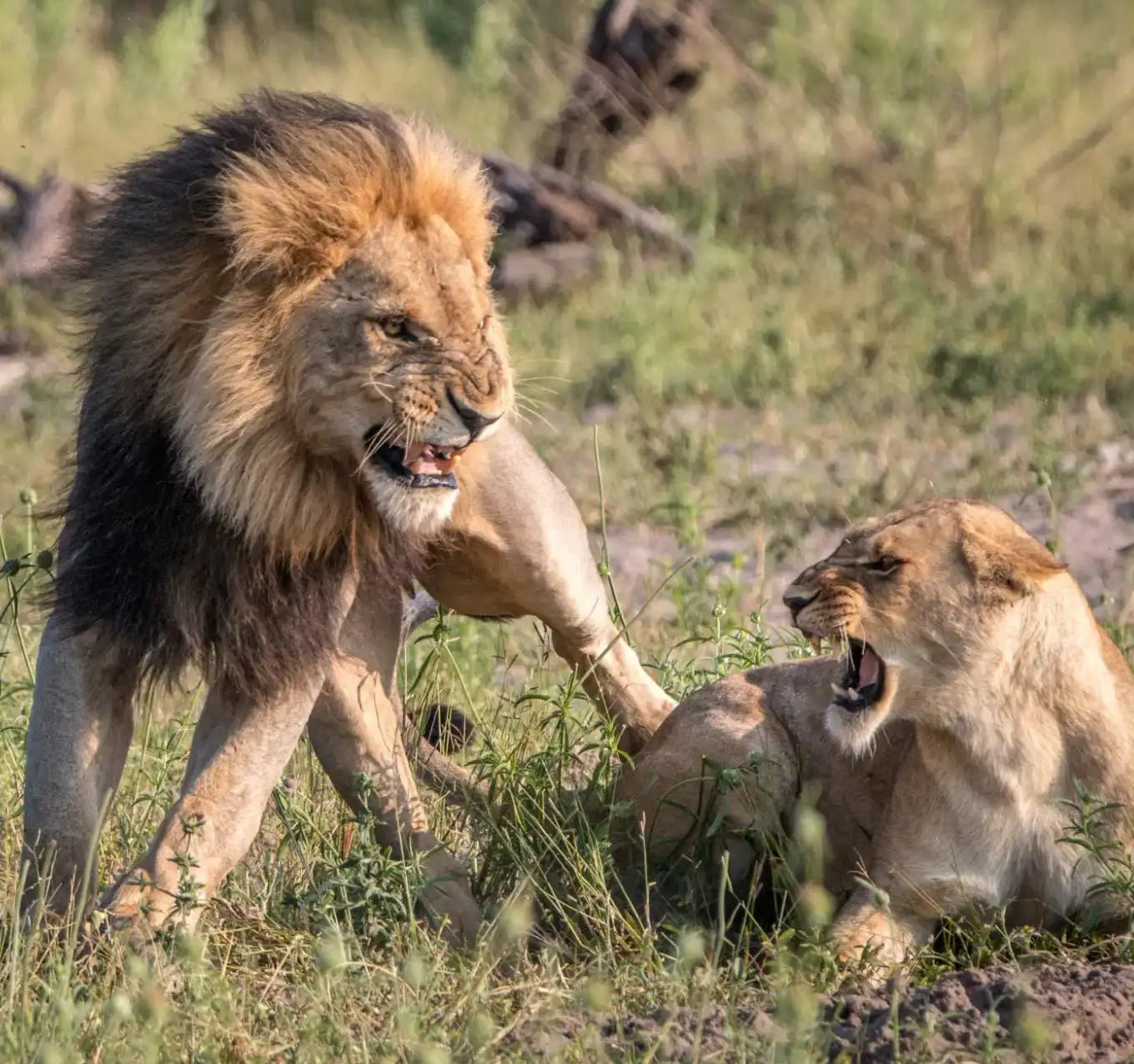 Central Kalahari Wildlife