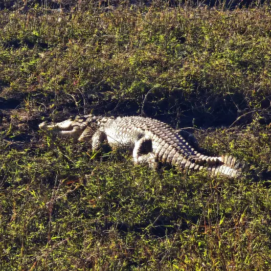 Chobe Wildlife