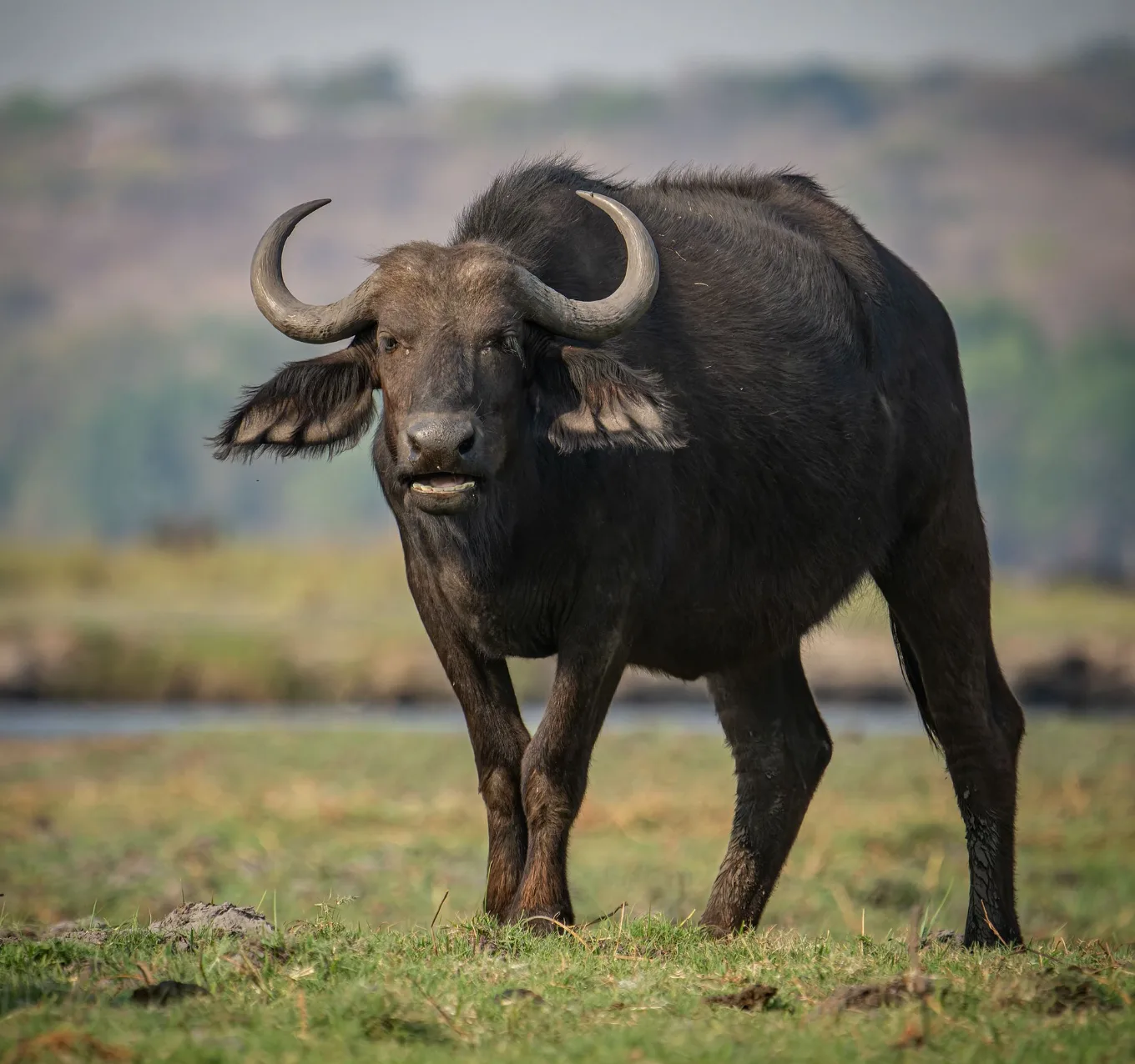 Chobe Wildlife