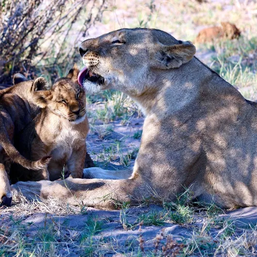 Chobe Wildlife