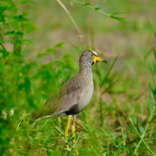 Chobe Birdlife