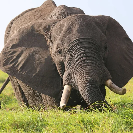 Chobe Wildlife