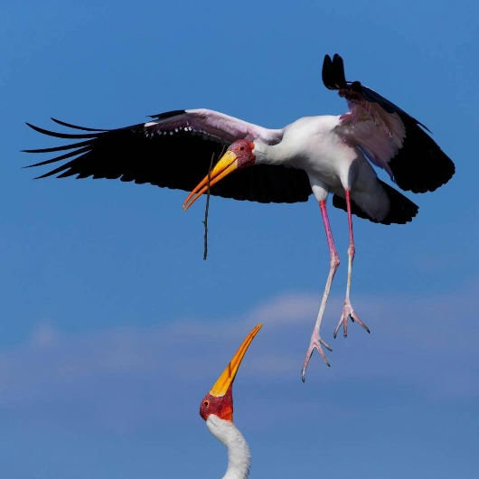 Chobe Birdlife