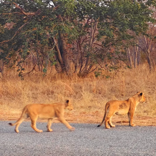 Chobe Wildlife