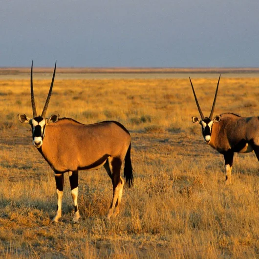 Damaraland Wildlife