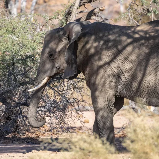 Damaraland Wildlife