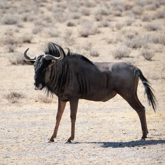 Etosha Wildlife