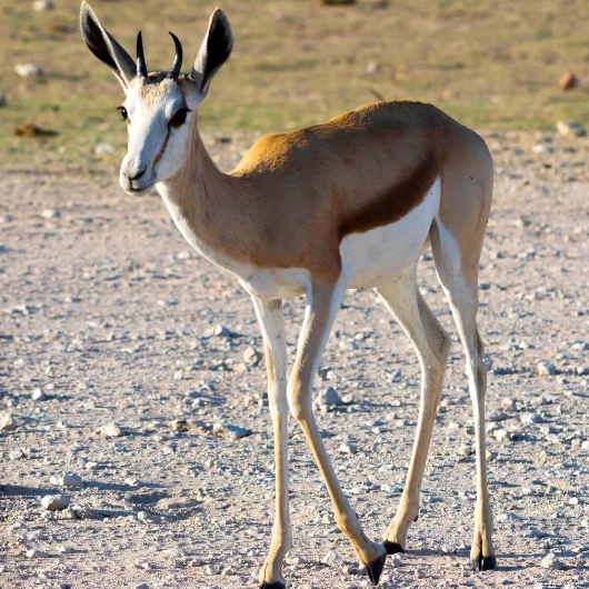 Etosha Wildlife