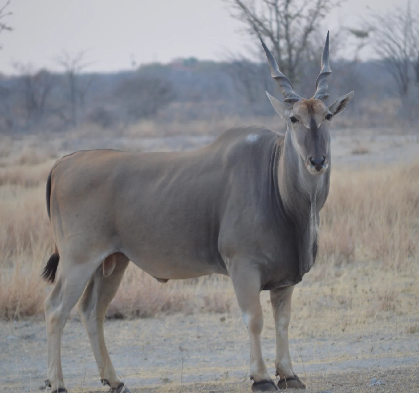 Etosha Wildlife