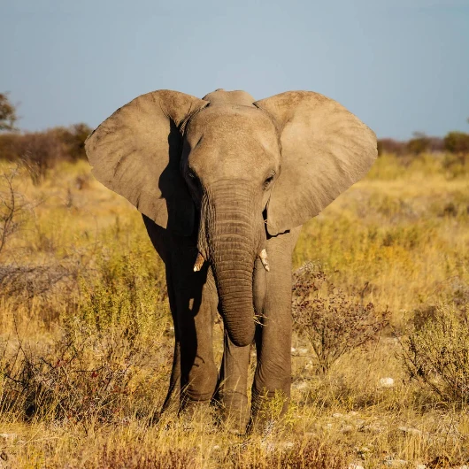 Etosha Wildlife