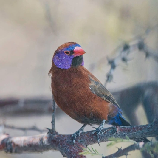 Etosha Birdlife
