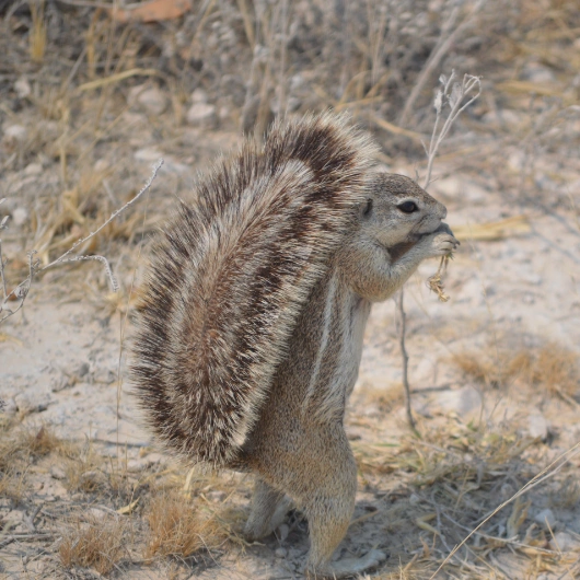 Etosha Wildlife