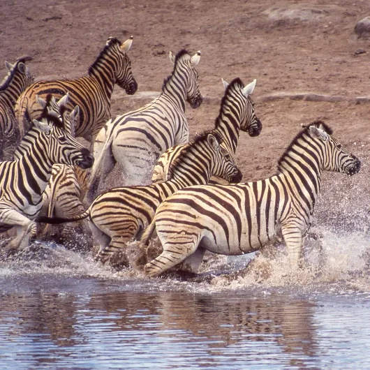 Etosha Wildlife
