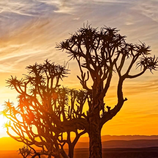 Sunset View