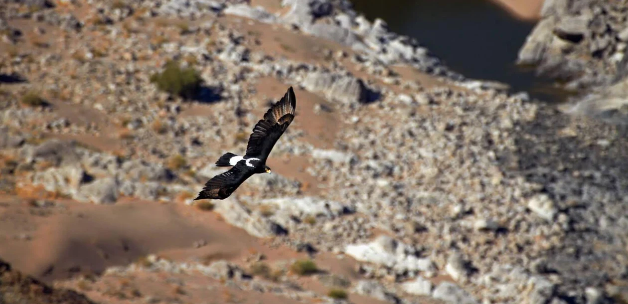 Wildlife Sightings