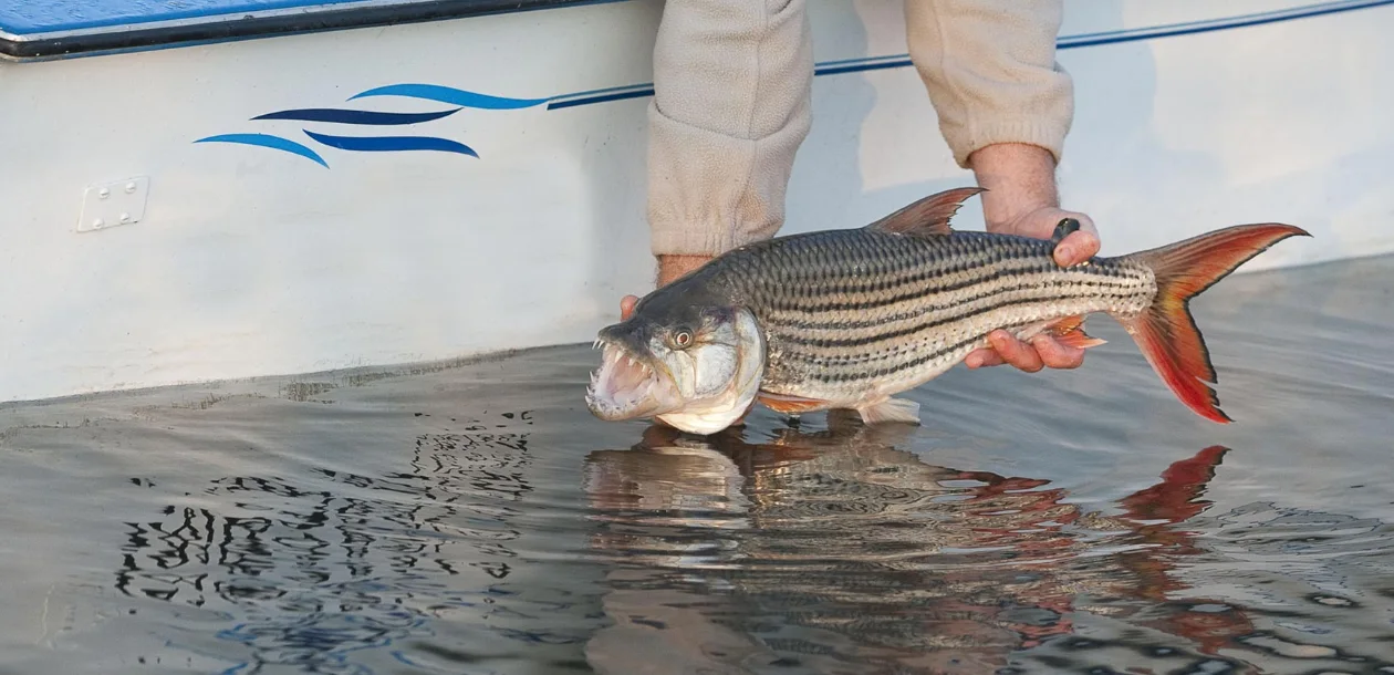 Tigerfish Angling
