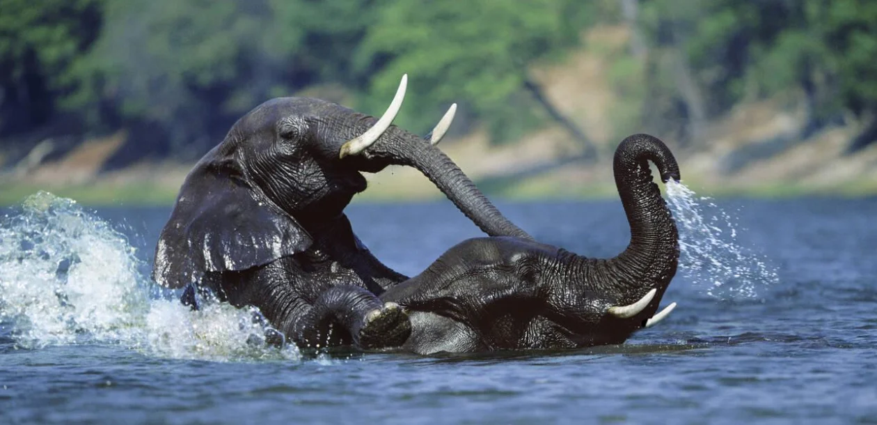 Wildlife Encounters
