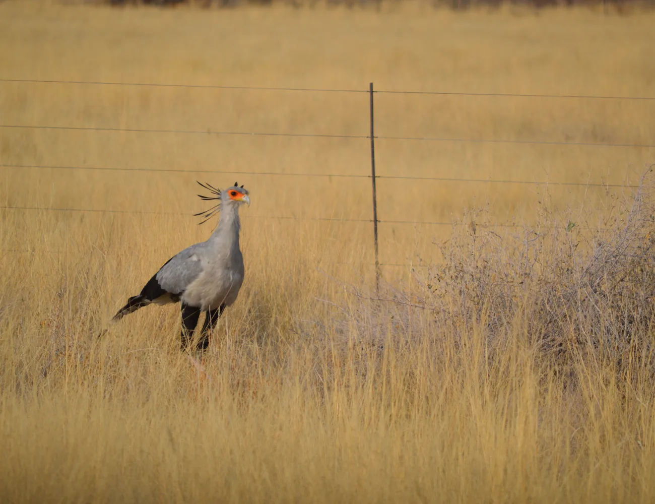 Namibia Birdlife