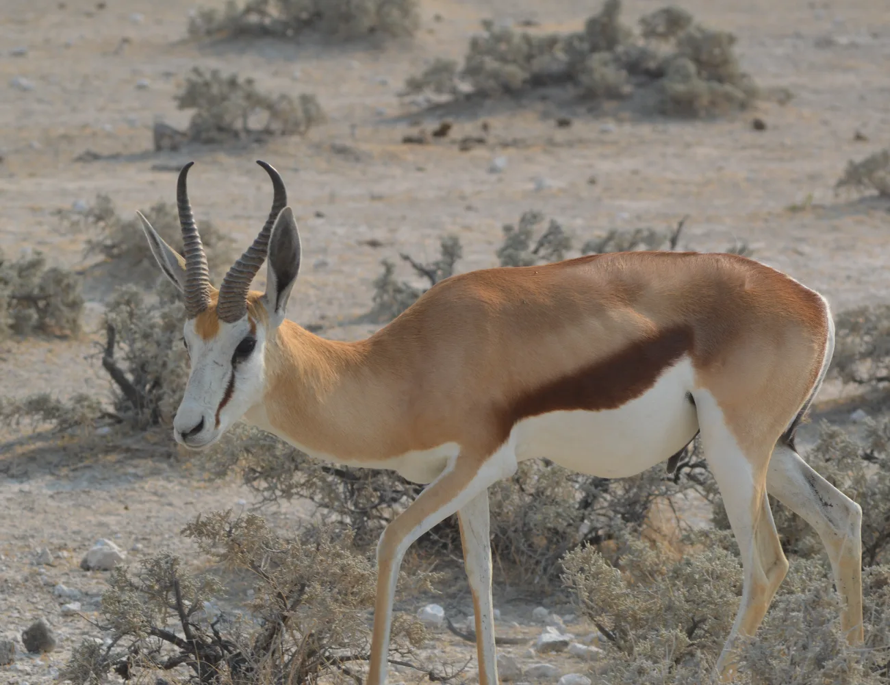 Etosha Wildlife