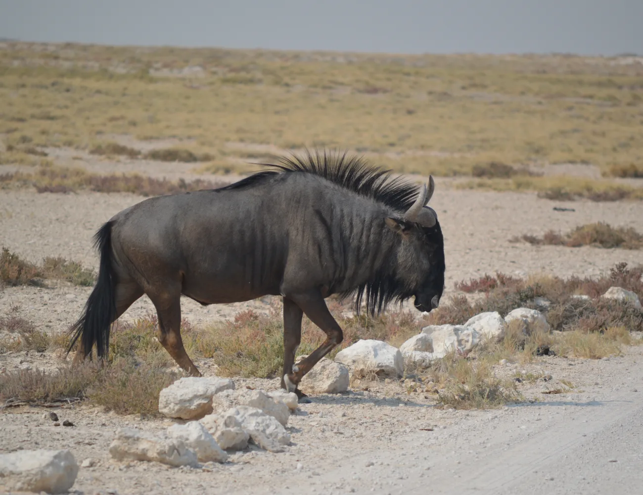 Etosha Wildlife