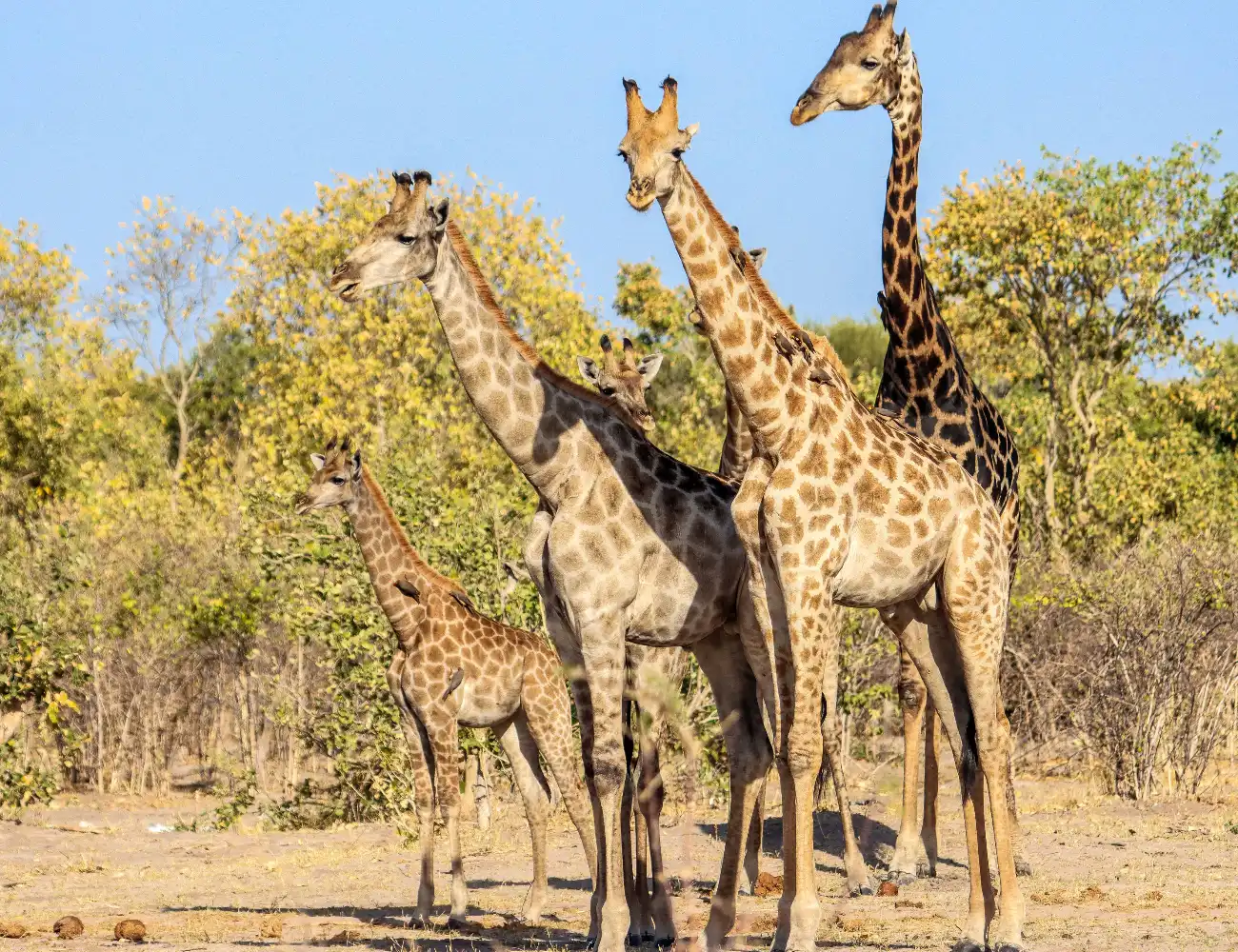 Etosha Wildlife