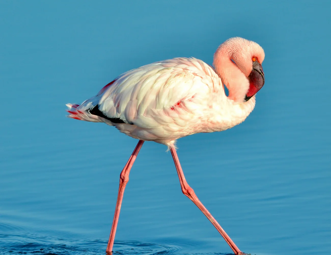 Birdlife