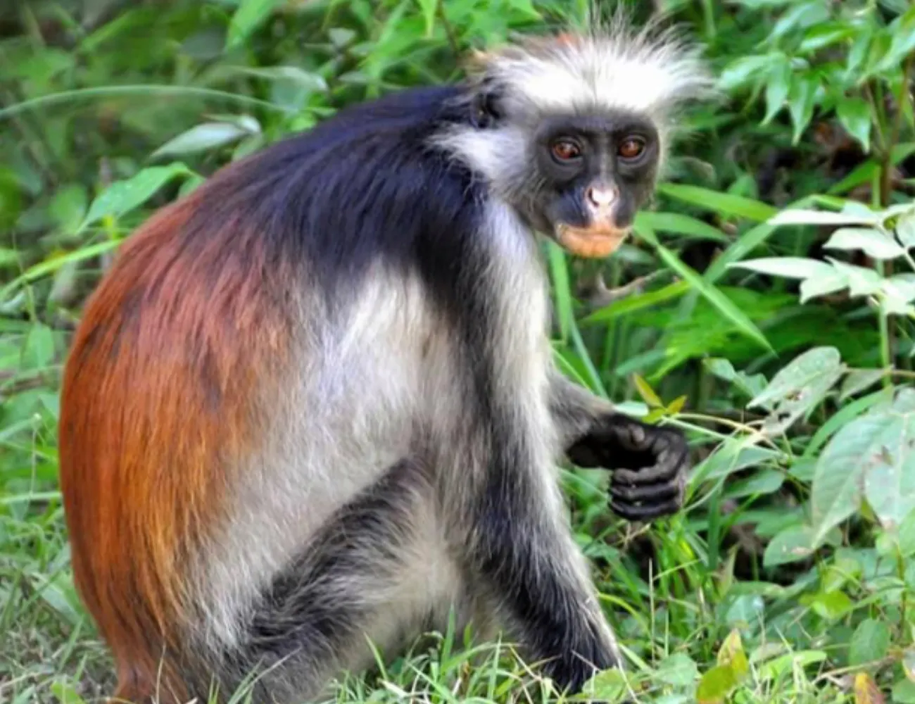 Tanzania Wildlife