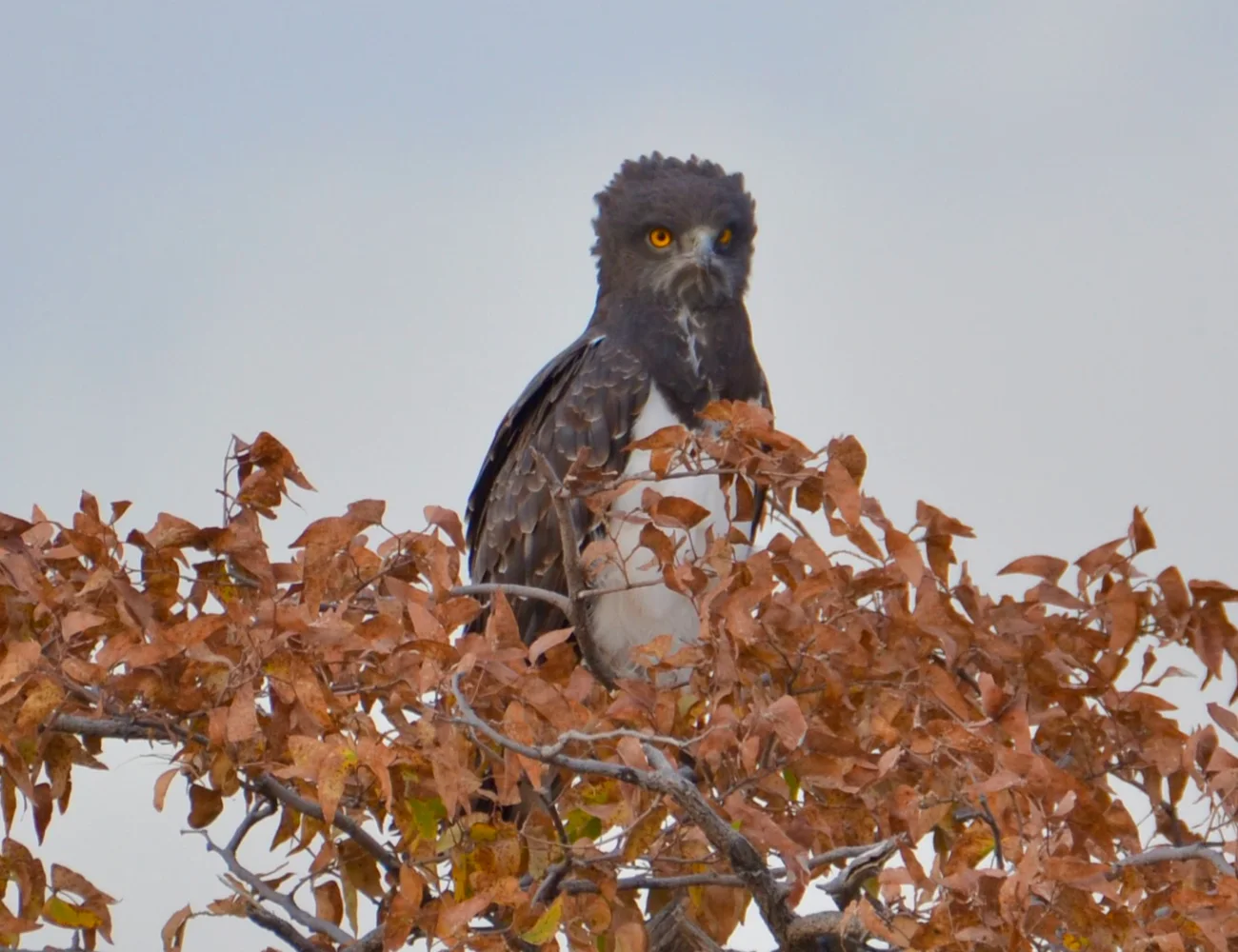 Namibia Birdlife