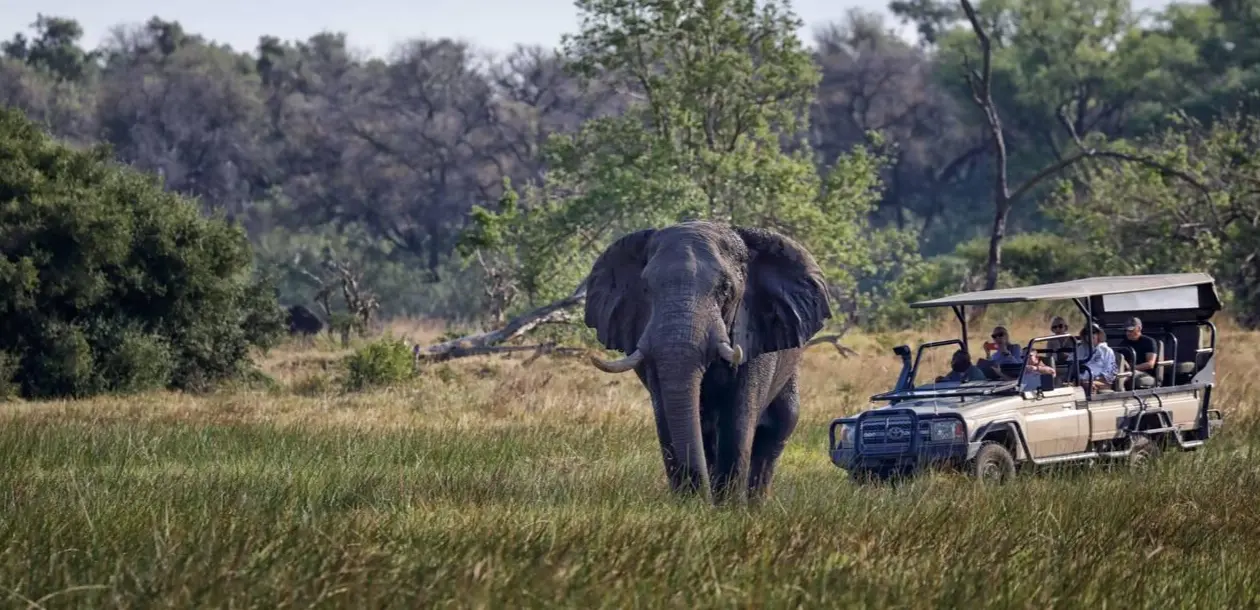Game Drives