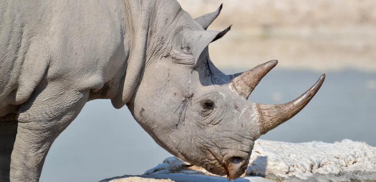 Big Five