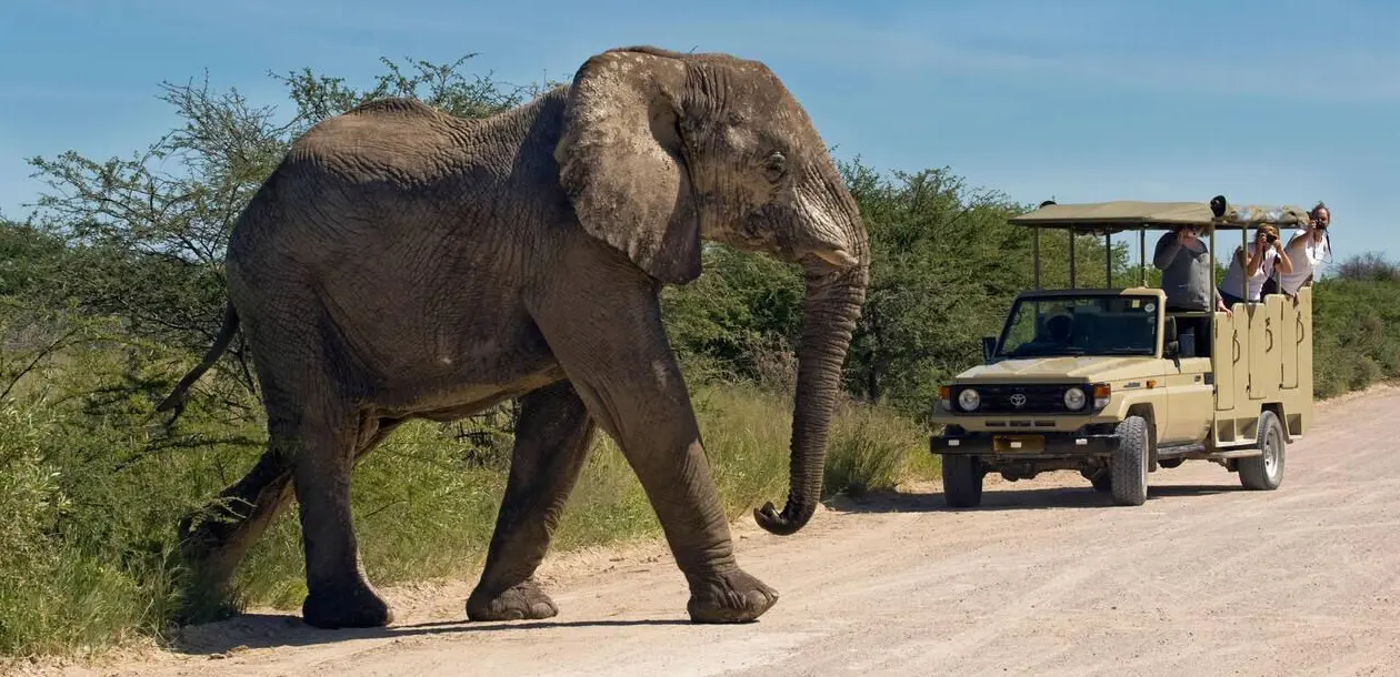 Game Drives