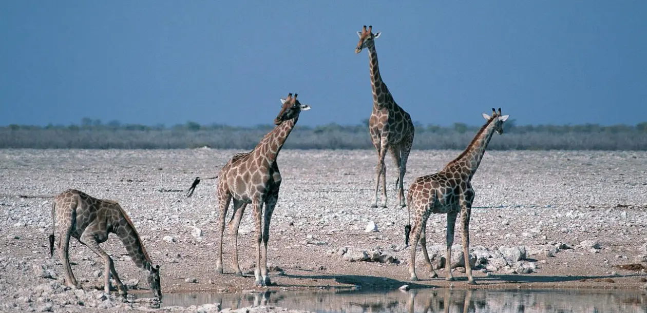 Wildlife Viewing