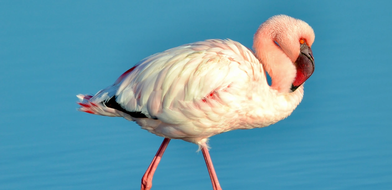 Bird Paradise