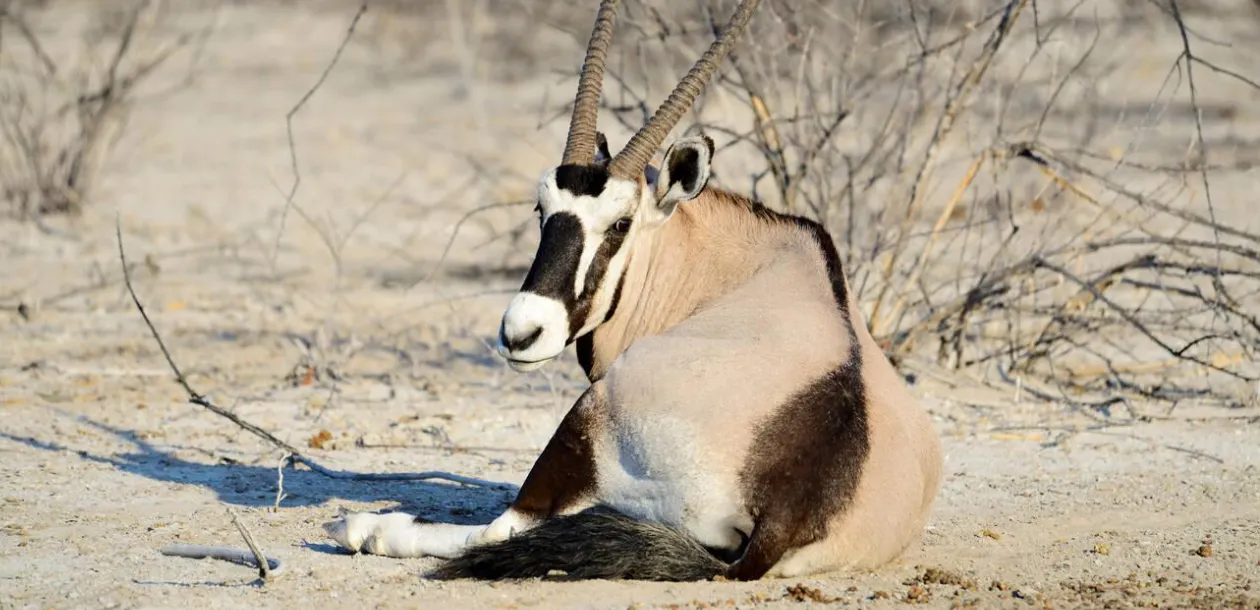 Desert Wildlife