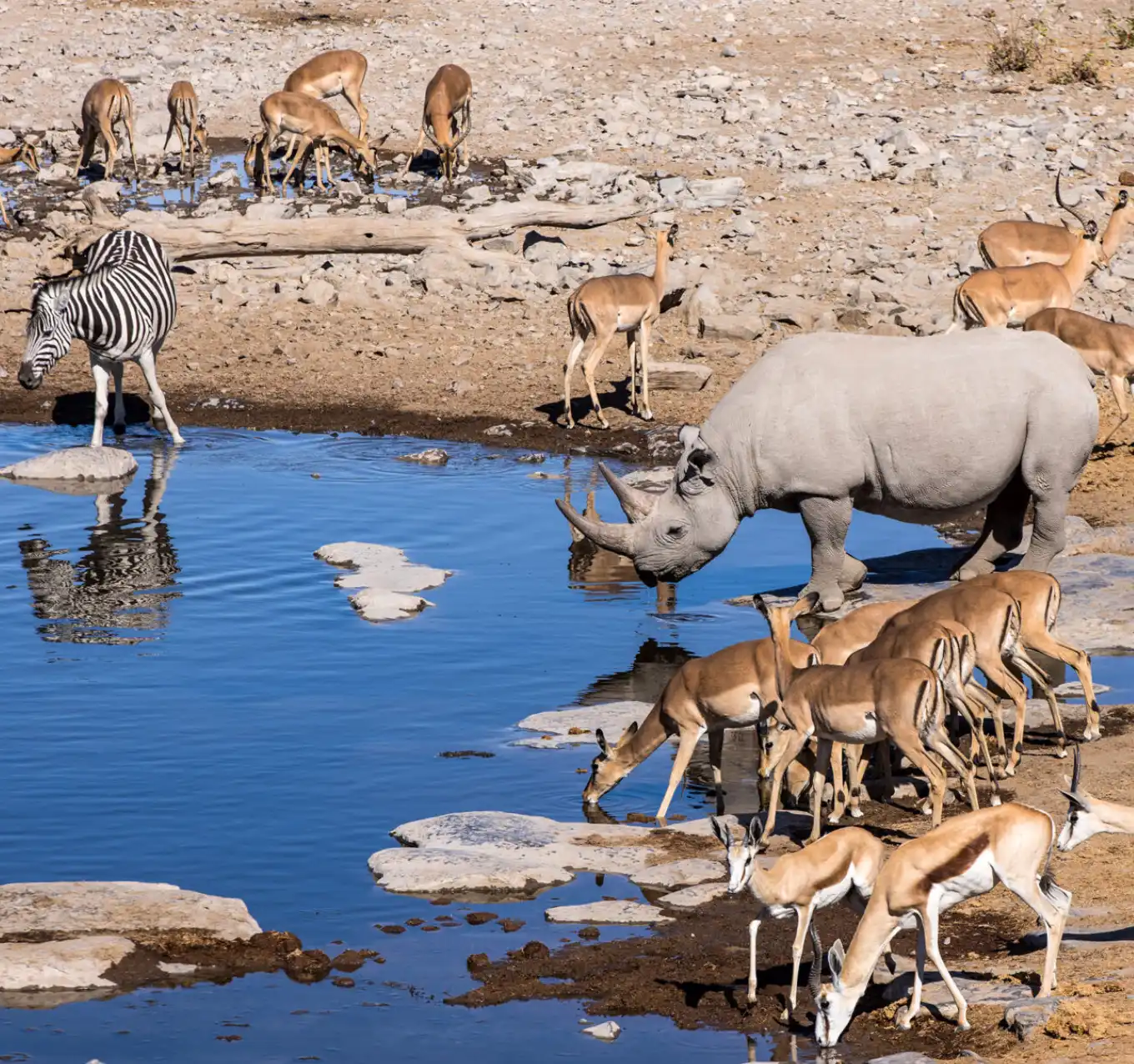 Etosha Game Viewing