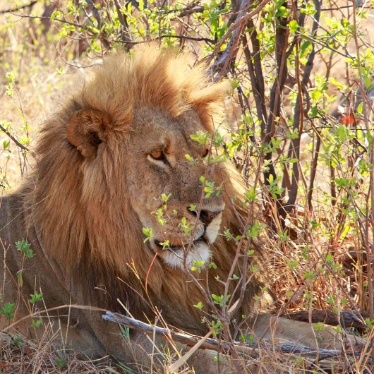 Hwange Wildlife